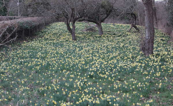 Picture of daffodils